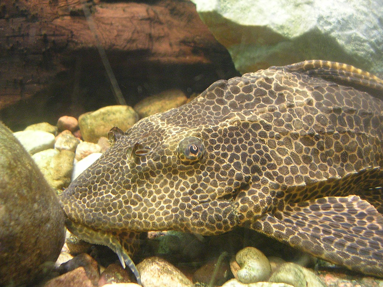 Scavenger Albino Size: M 3.5" to 3.75"