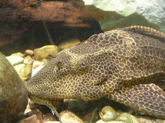 Scavenger Albino Size: M 3.5" to 3.75"