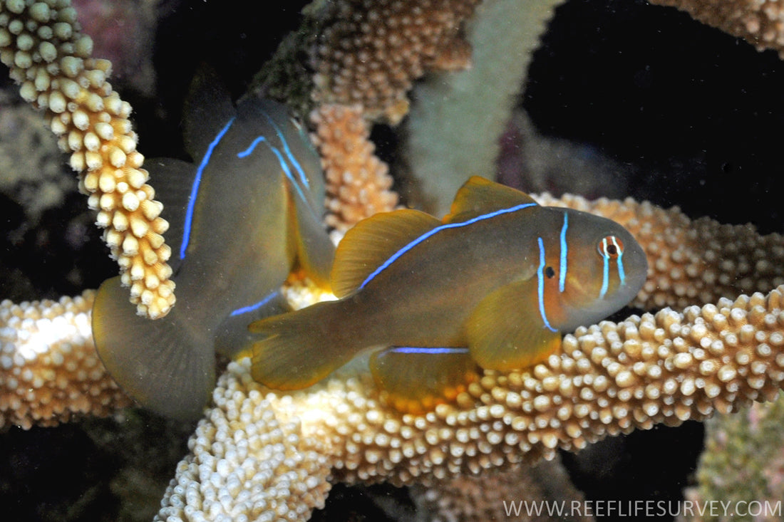 Poisson's Citron Goby (Maldives: Significantly Larger than Yellow Clown Goby) Size: S 1" to 1.25" - Violet Aquarium 