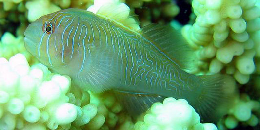 Rippled Clown Goby