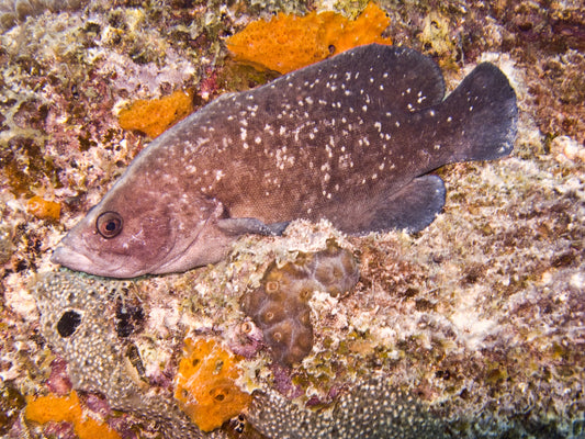 Greater Soapfish