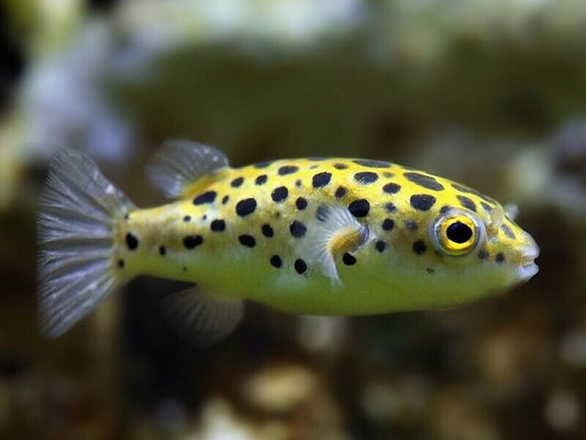 Green Spotted Pufferfish