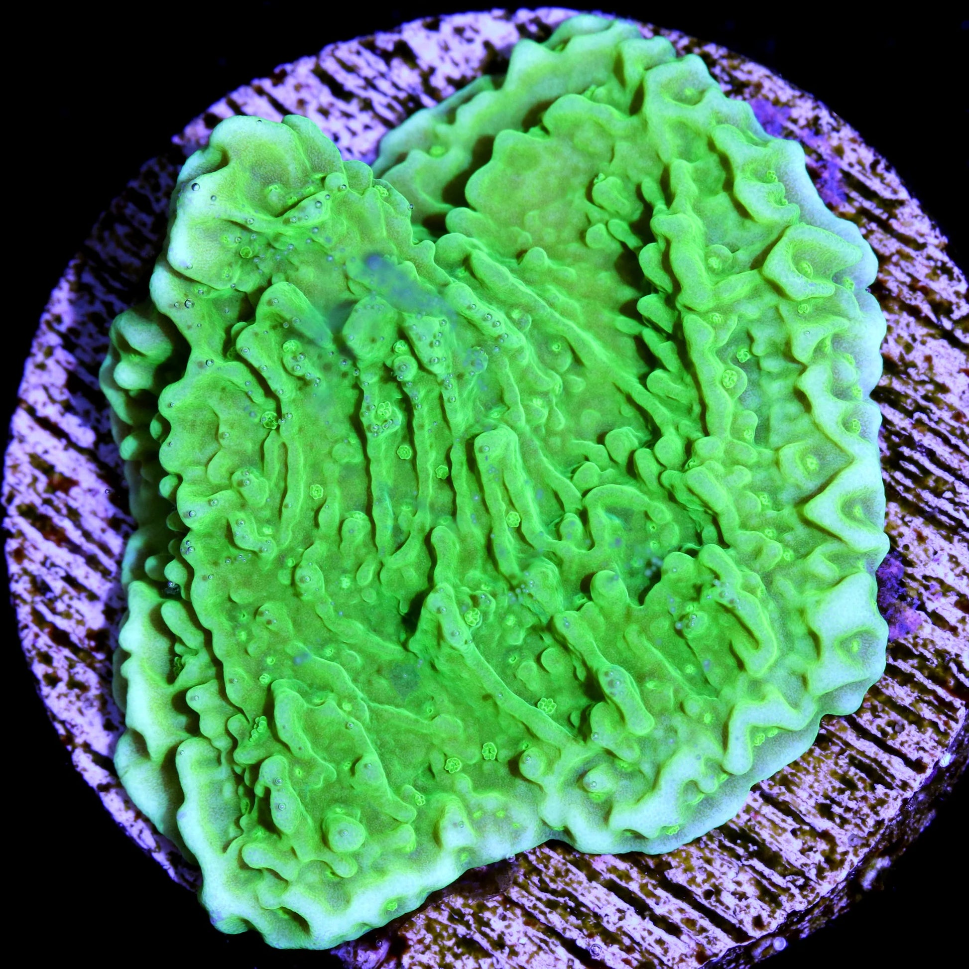Green Montipora Assorted Size: M 0.75" to 1" Approx Frag - Violet Aquarium 