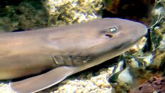 Grey Bamboo Shark Size: SHOW /XXL 13" and Above