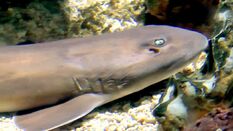 Grey Bamboo Shark Size: SHOW /XXL 13" and Above