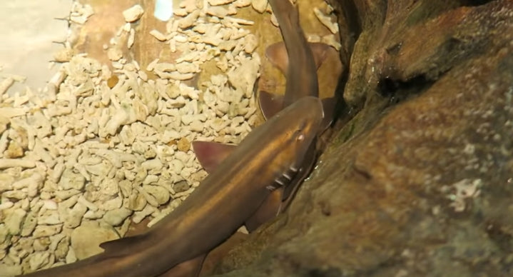 Grey Bamboo Shark Size: Tiny 5" and Below