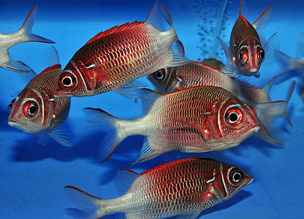 Rare True Silverspot Squirrelfish (Sumatra) Size: XXXL/SHOW 8" and Above - Violet Aquarium 