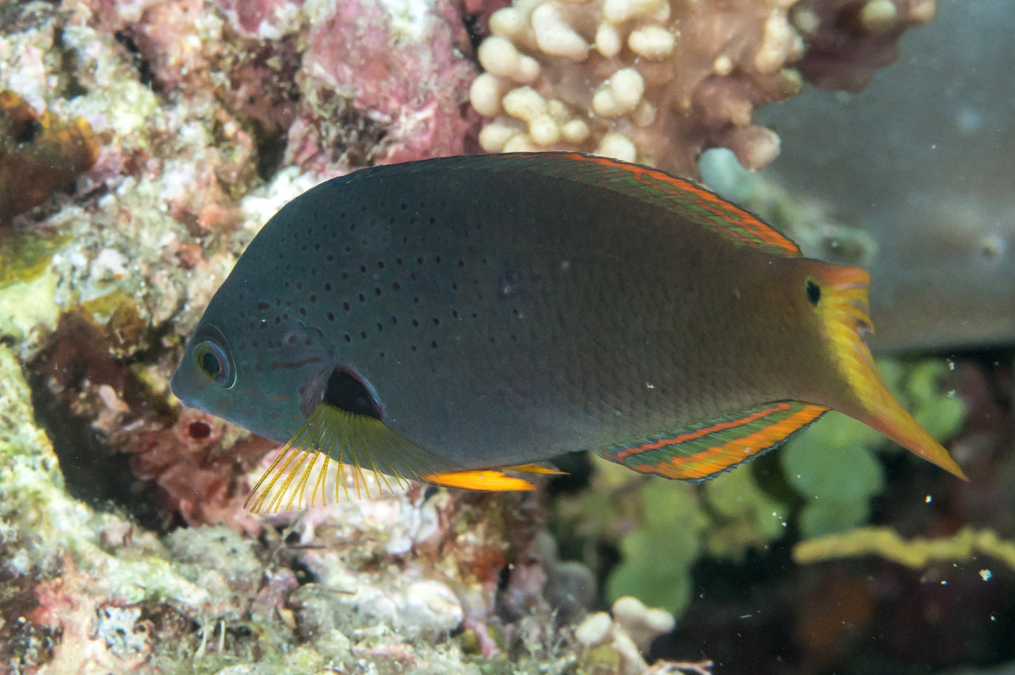 Orange Fin Wrasse Size: L 3" to 4"