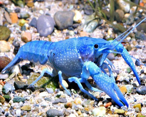 Blue Lobster