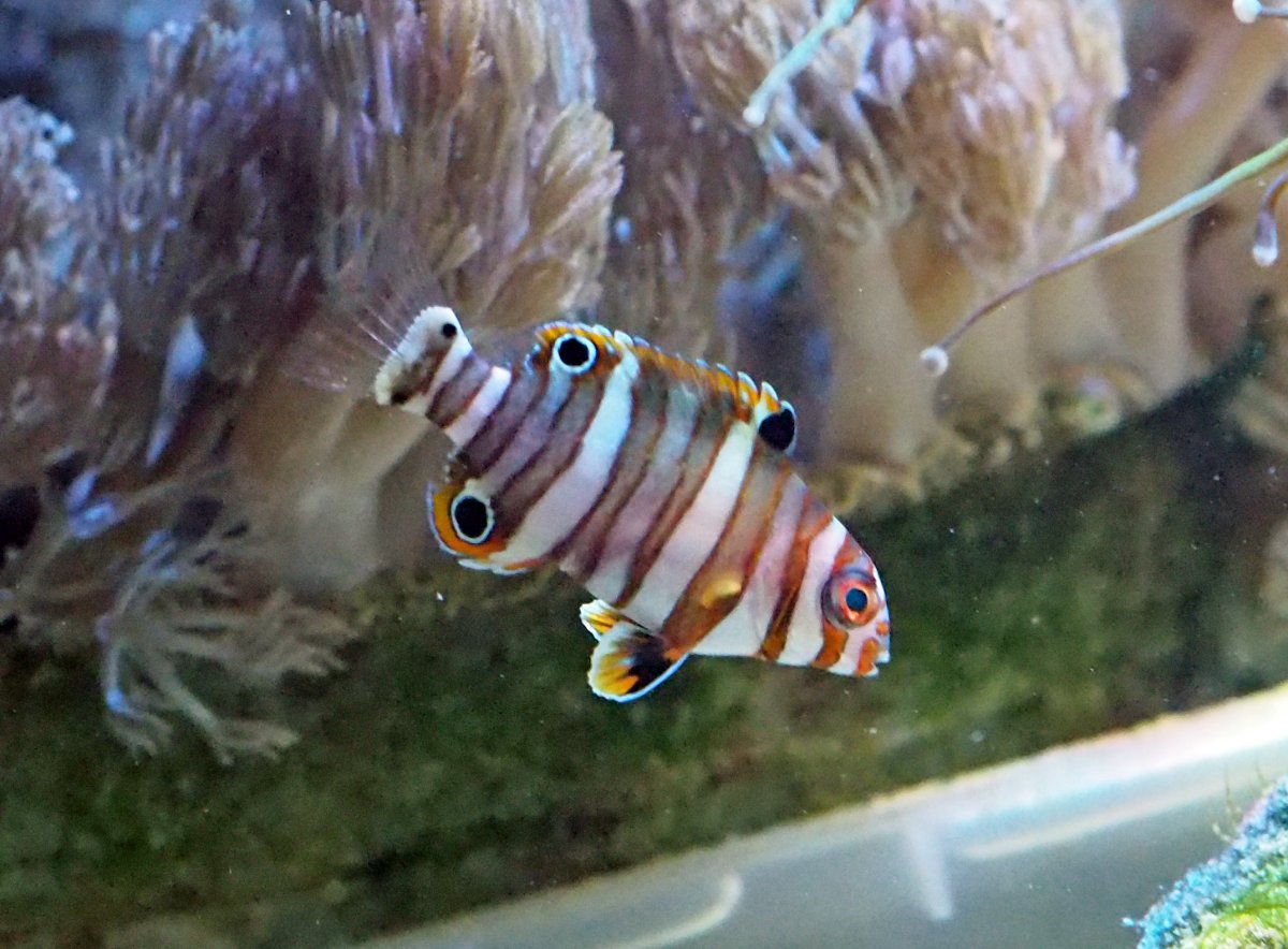 Harlequin Tuskfish Size: Tiny 2" and Below