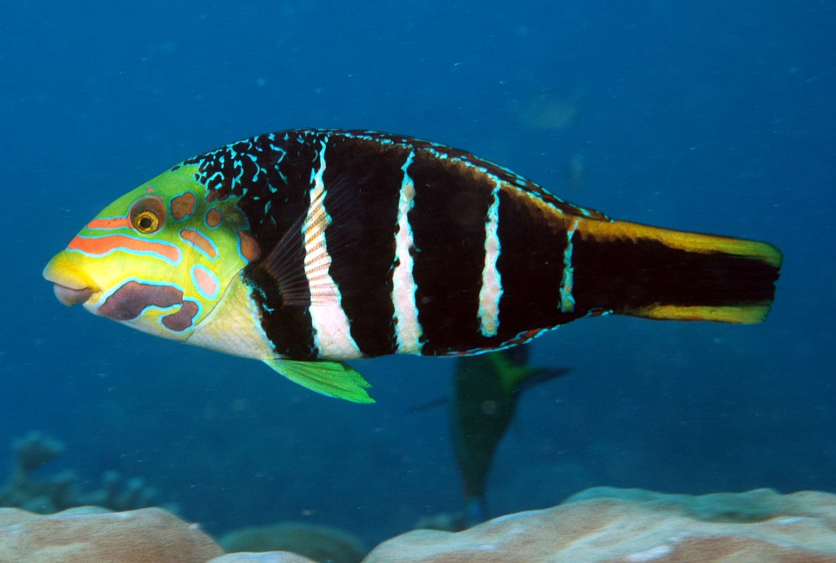 Barred Thicklip Wrasse Size: M 1.5" to 2"