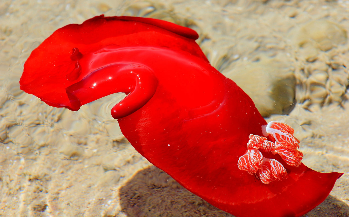 Giant Spanish Dancer