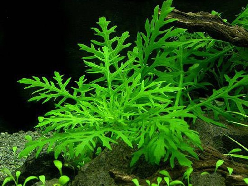 Water Wisteria 4" to 5" inch stems Single Stem  (Submerged)