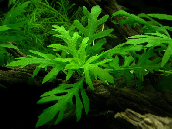 Water Wisteria 4" to 5" inch stems Single Stem  (Submerged)