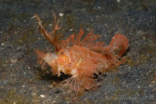 Scorpion Fish Size: M 1.0" to 2.5"