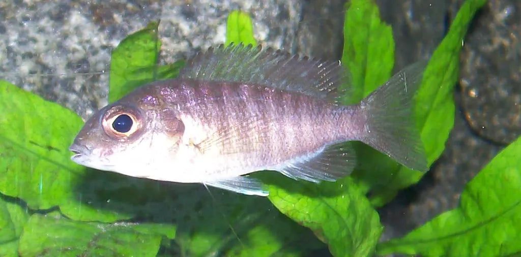 Red Shoulder Peacok Cichlid