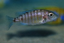 Red Shoulder Peacok Cichlid
