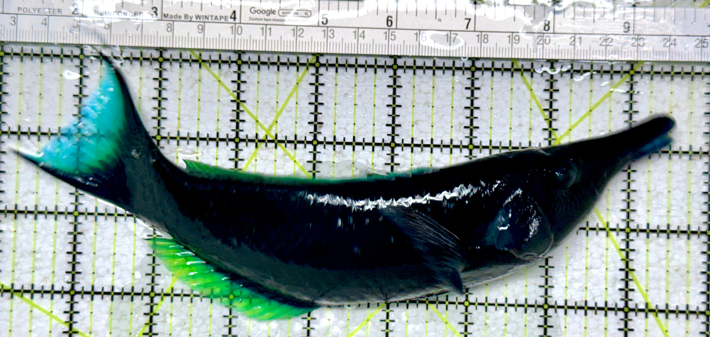 Green Bird Wrasse GBW101801 WYSIWYG Size: XXL/SHOW 9"