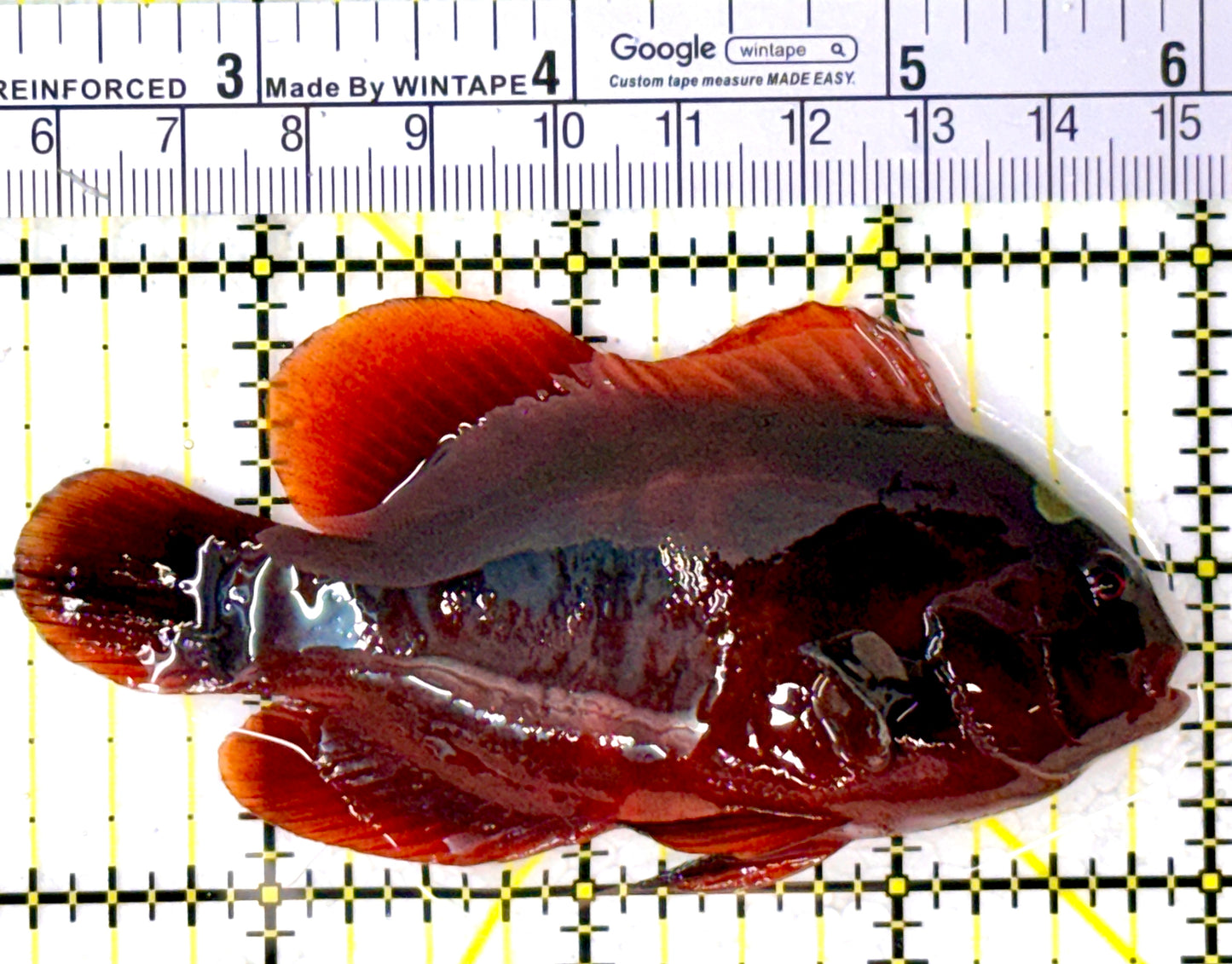 Gold Bar Maroon Clownfish Bali Grade A (Wild Caught) GBMCBGA111912 WYSIWYG Size: L 3.75" approx