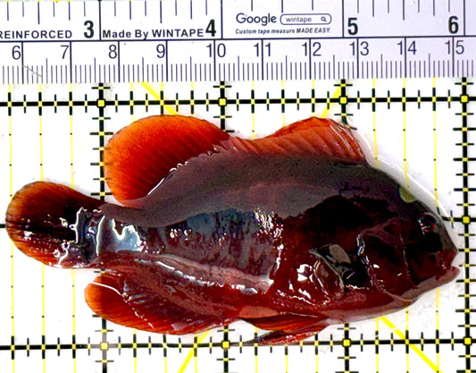 Gold Bar Maroon Clownfish Bali Grade A (Wild Caught) GBMCBGA111912 WYSIWYG Size: L 3.75" approx