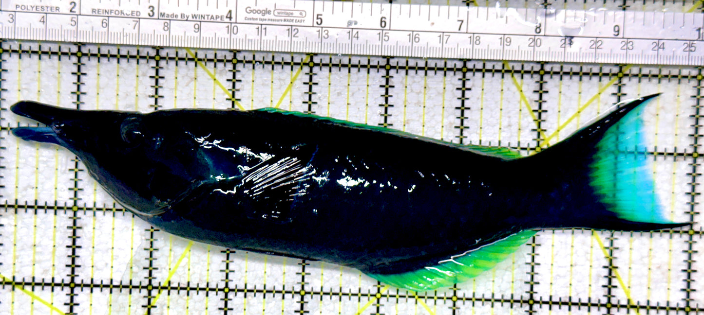 Green Bird Wrasse GBW101801 WYSIWYG Size: XXL/SHOW 9"