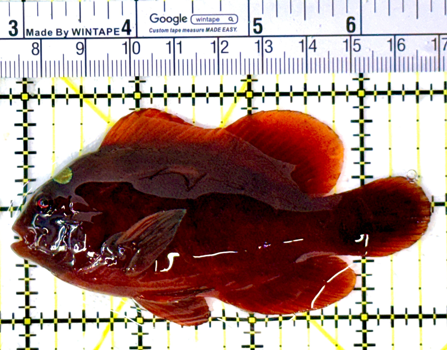 Gold Bar Maroon Clownfish Bali Grade A (Wild Caught) GBMCBGA111912 WYSIWYG Size: L 3.75" approx