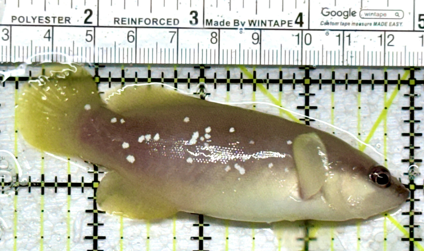 Greater Soapfish GS101801 WYSIWYG Size: 3.75"