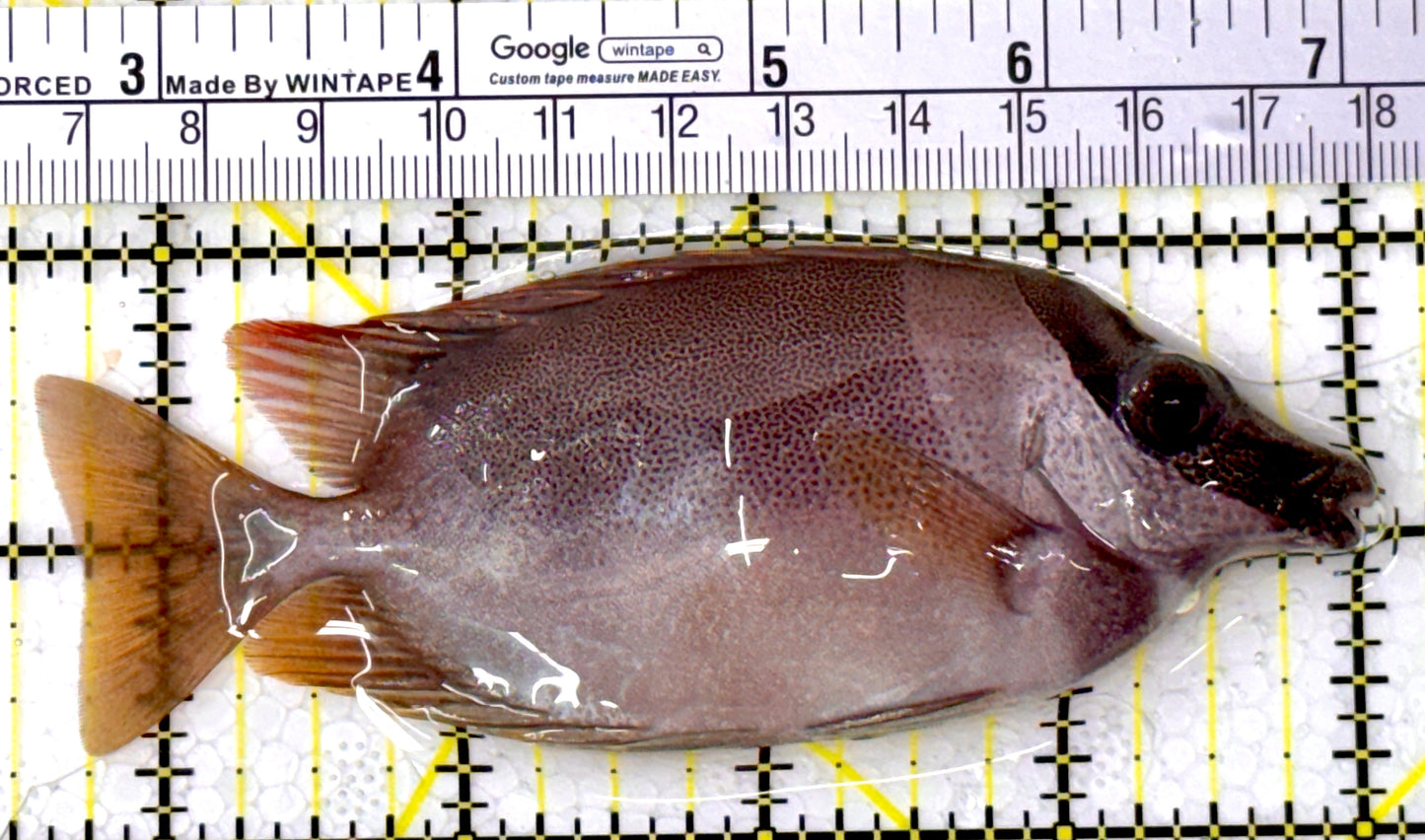 Magnificent Foxface MF111904 WYSIWYG Size: ML 4.5" approx