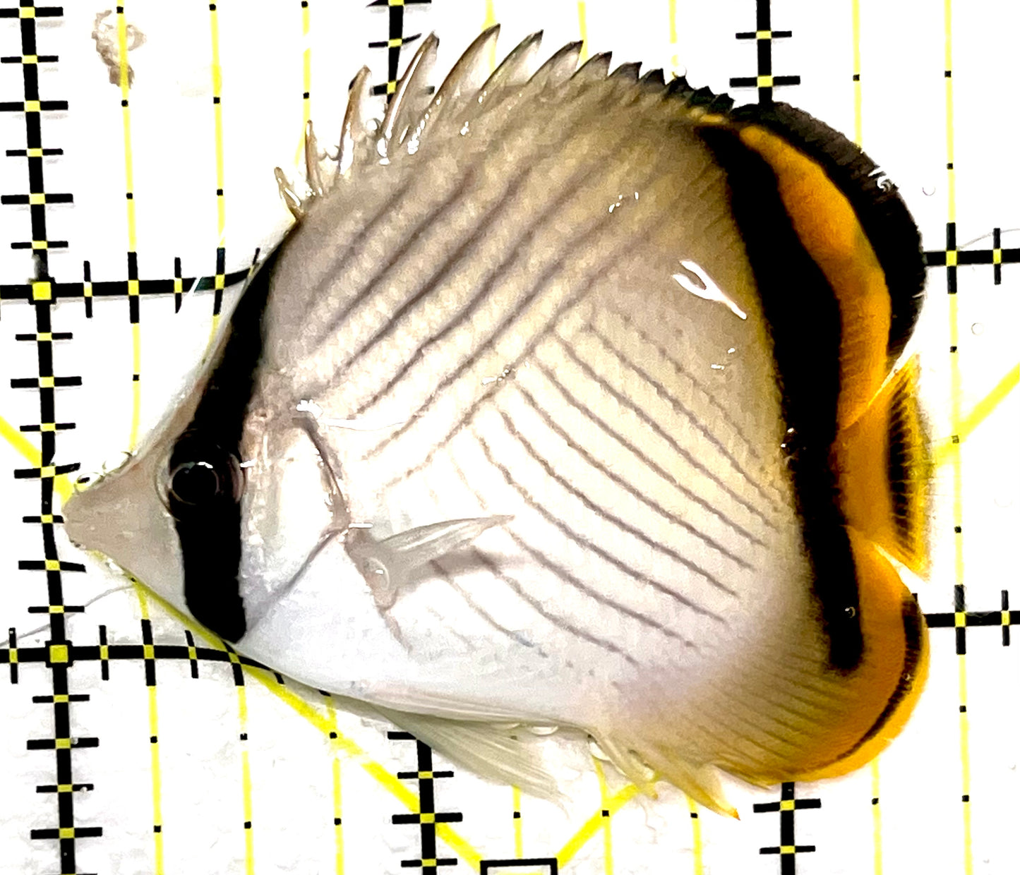 Vagabond Butterflyfish VB090202 WYSIWYG Size S 2.5" approx