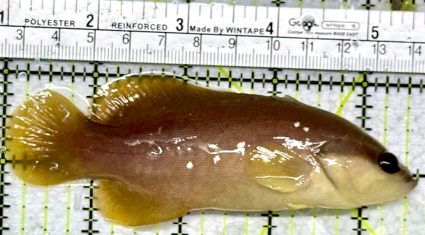 Greater Soapfish GS101802 WYSIWYG Size: 4.25"