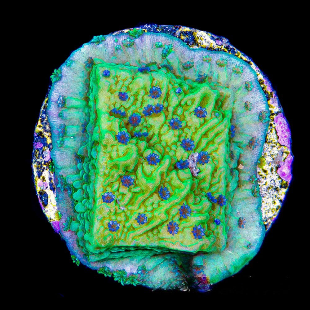 Flower Petal Montipora (Aquacultured) Size: L 2" to 3" Approx Frag - Violet Aquarium 