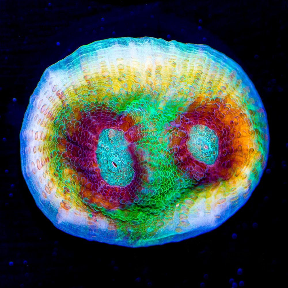 Time Capsule Chalice (Aquacultured) Size: L 1" to 3" Approx Frag - Violet Aquarium 