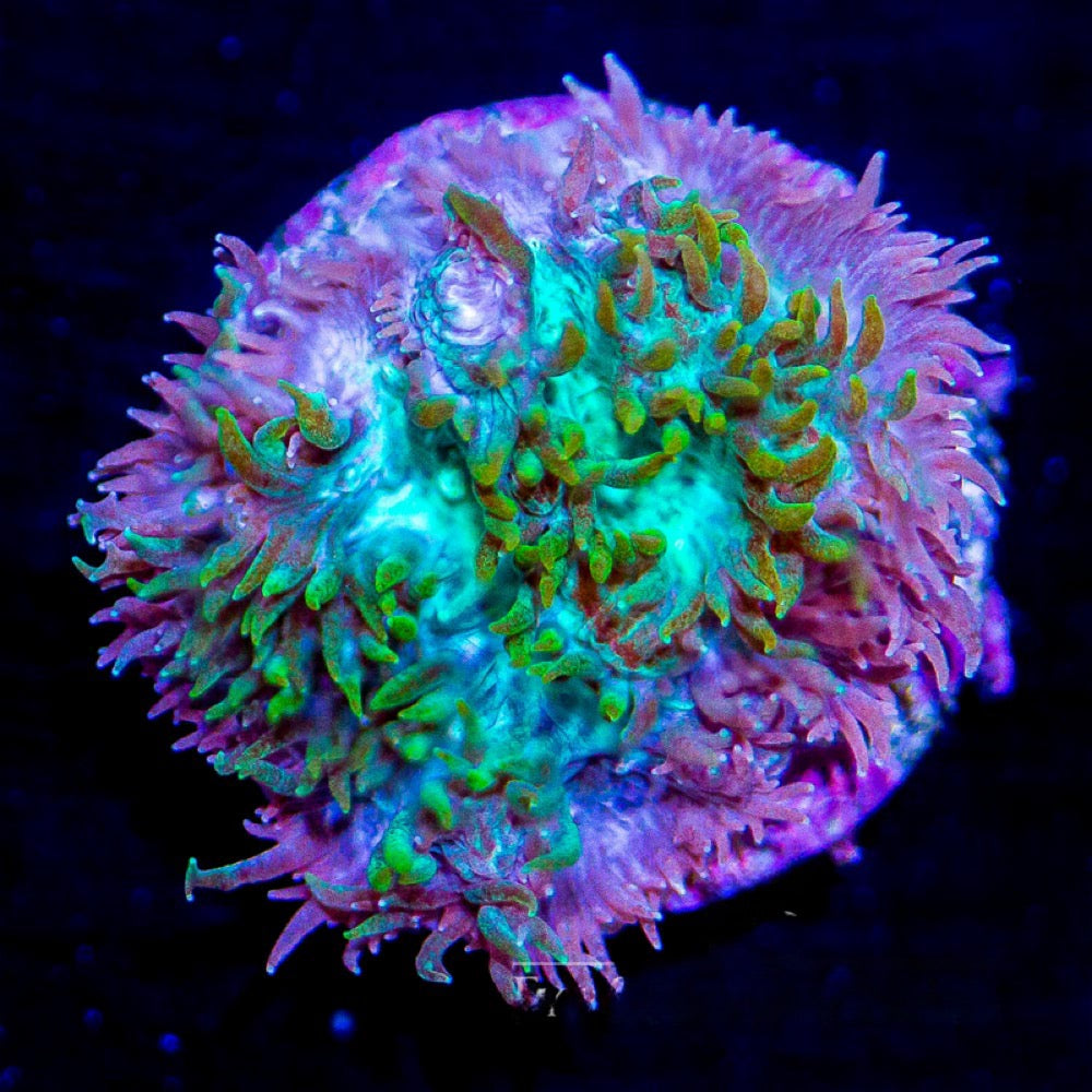 Hybrid Hydnophora (Aquacultured) Size: L 1" to 3" Approx Frag