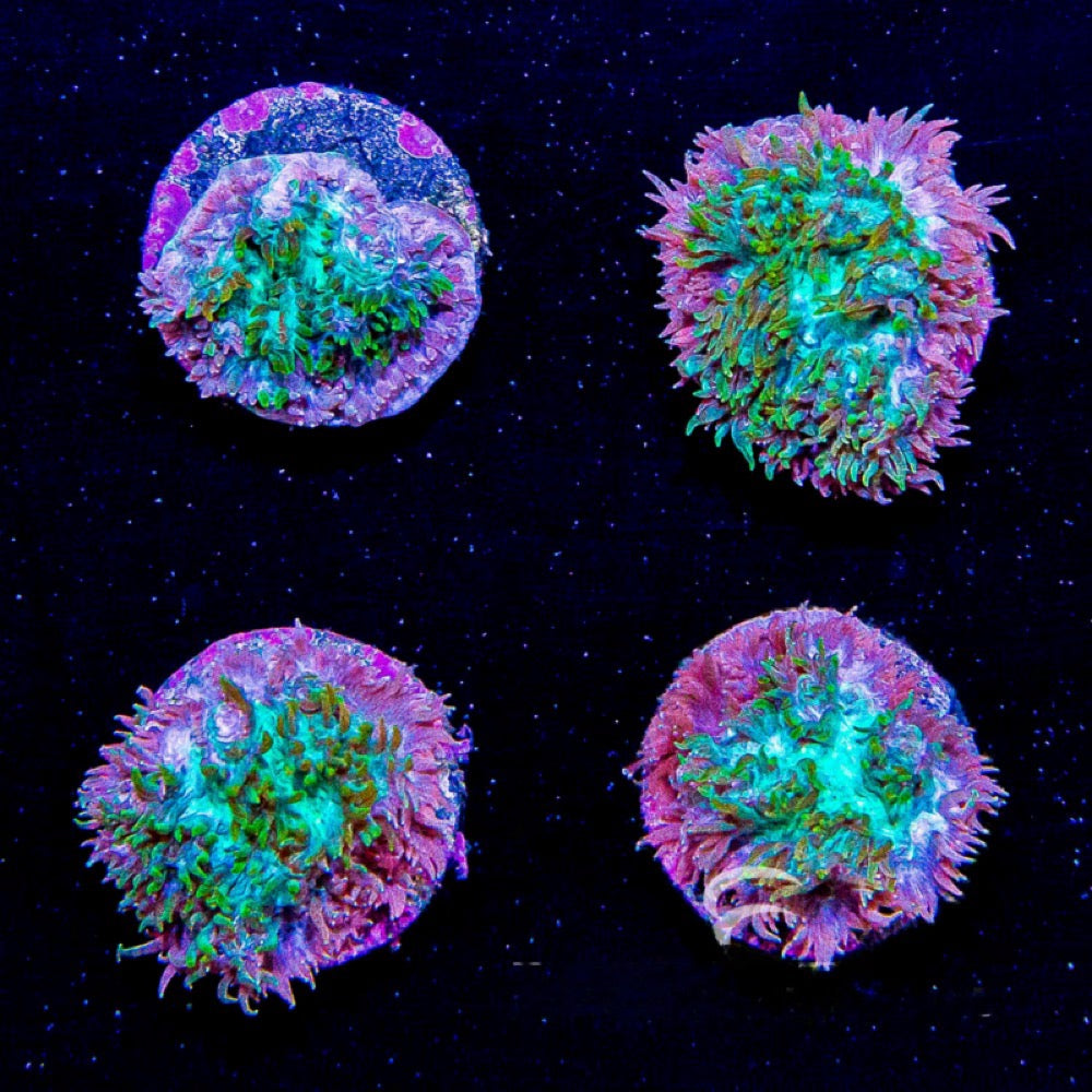 Hybrid Hydnophora (Aquacultured) Size: L 1" to 3" Approx Frag