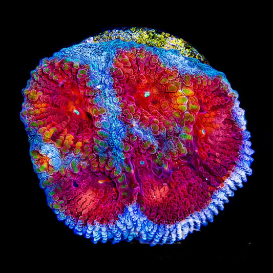 Old Glory Favia (Aquacultured) Size: M 0.5" to 0.75" Approx Frag