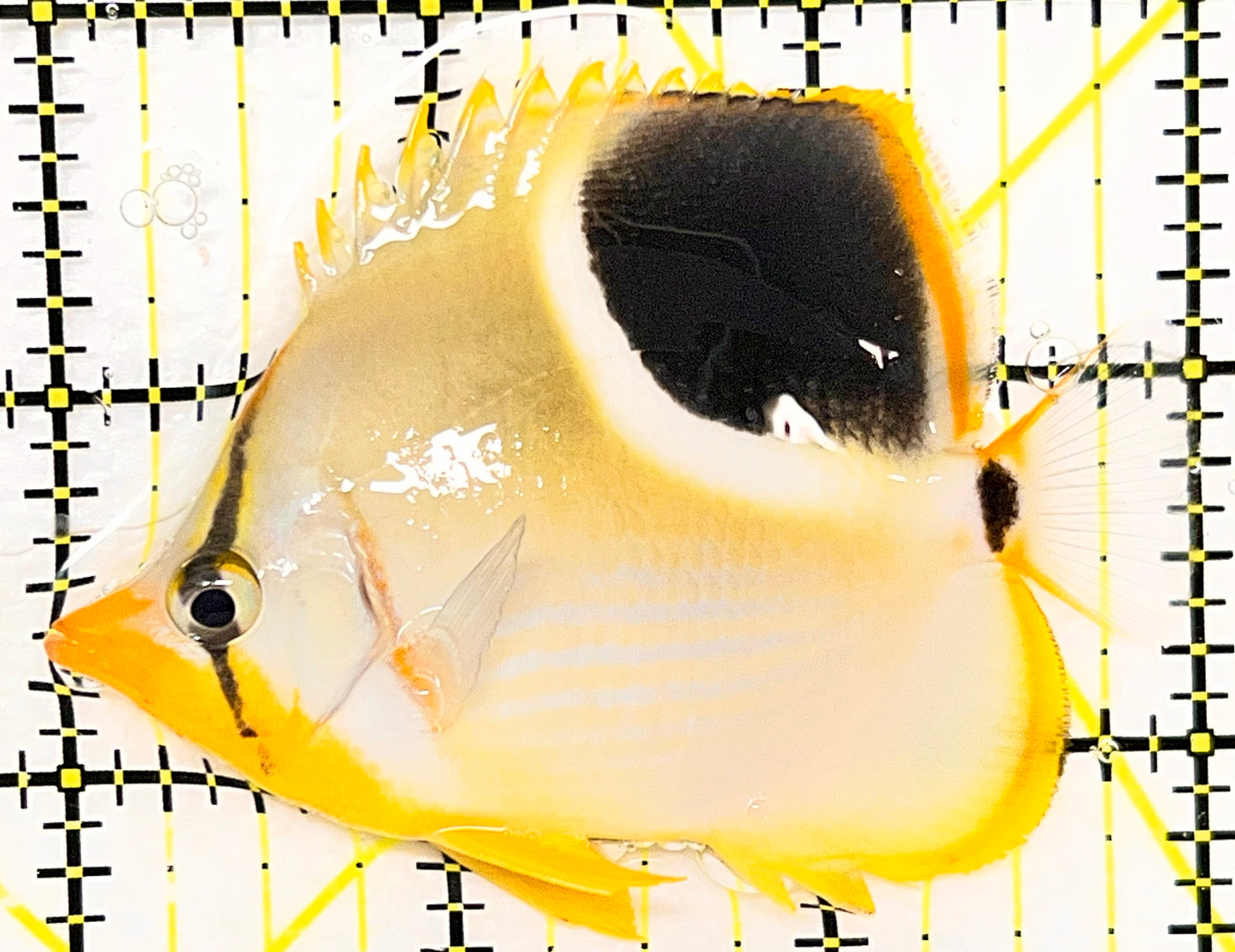Saddleback Butterflyfish SB090201 WYSIWYG Size: L 3" approx