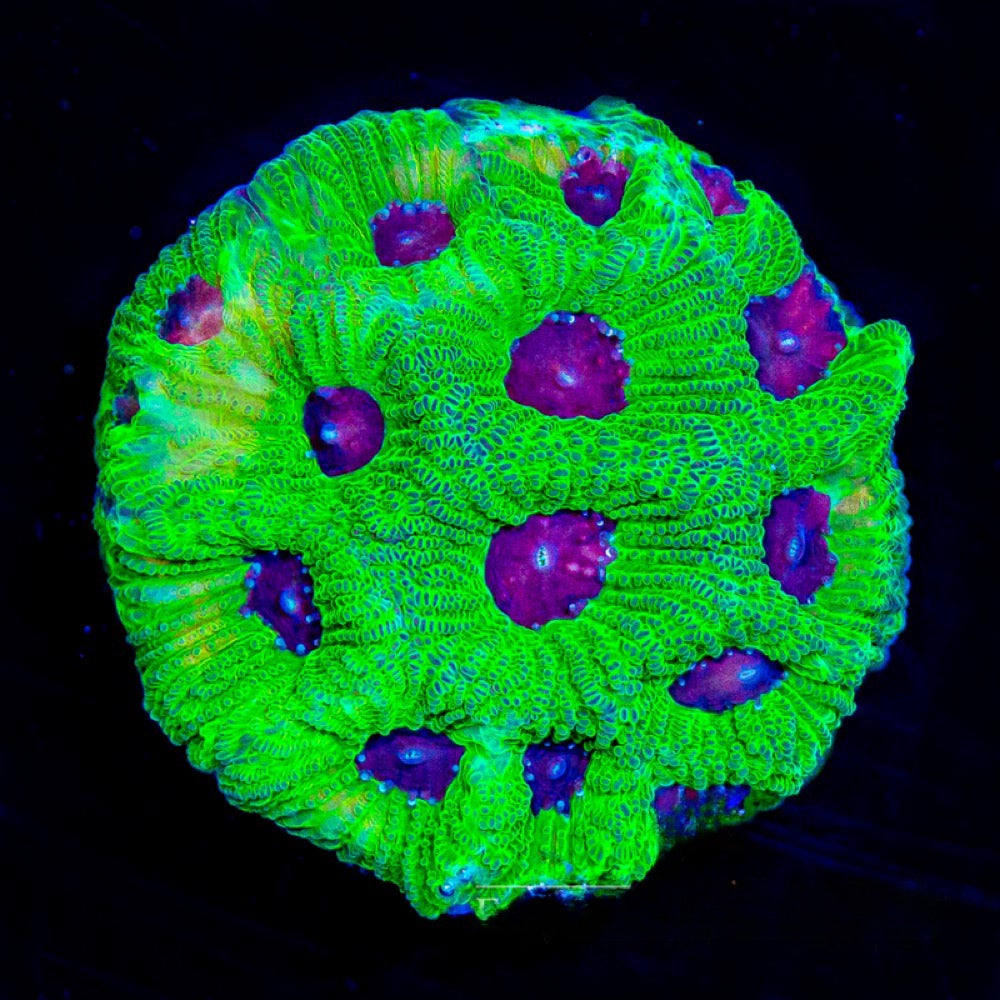 Purple Passion Favia Size: L 2" to 3" Approx Frag