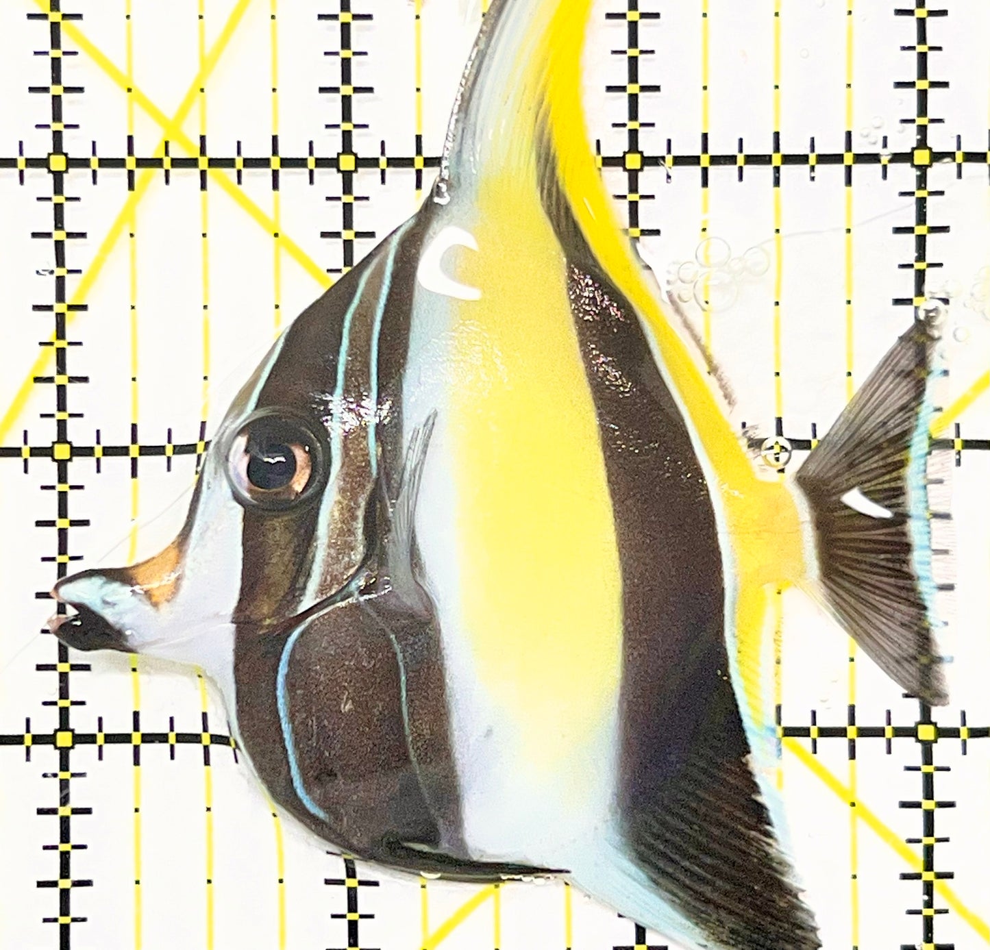 Moorish Idol MI090201 WYSIWYG Size: ML 3" approx