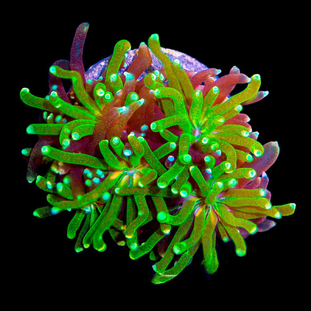 Starburst Galaxea (Aquacultured) Size: L 2" to 3" Approx Frag