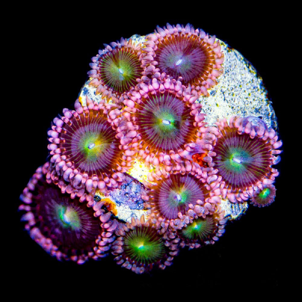 Laffy Taffy Zoanthid (Aquacultured) Size: L 2" to 3" Approx Frag - Violet Aquarium 