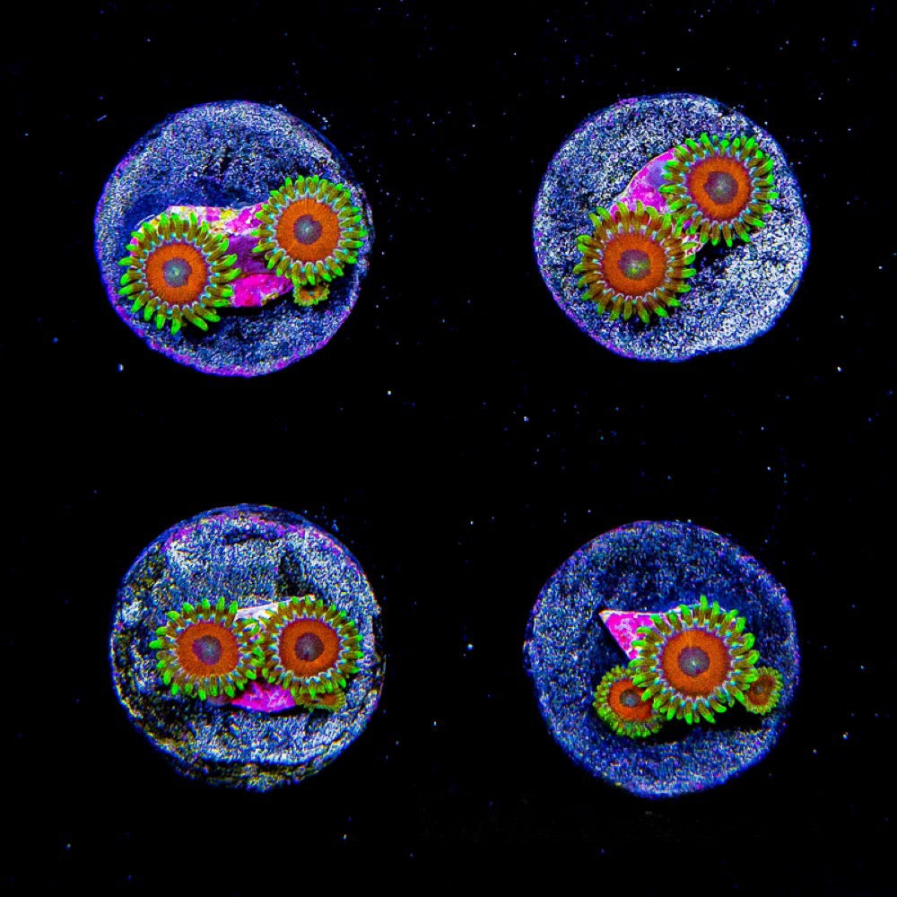 Laffy Taffy Zoanthid (Aquacultured) Size: L 2" to 3" Approx Frag - Violet Aquarium 