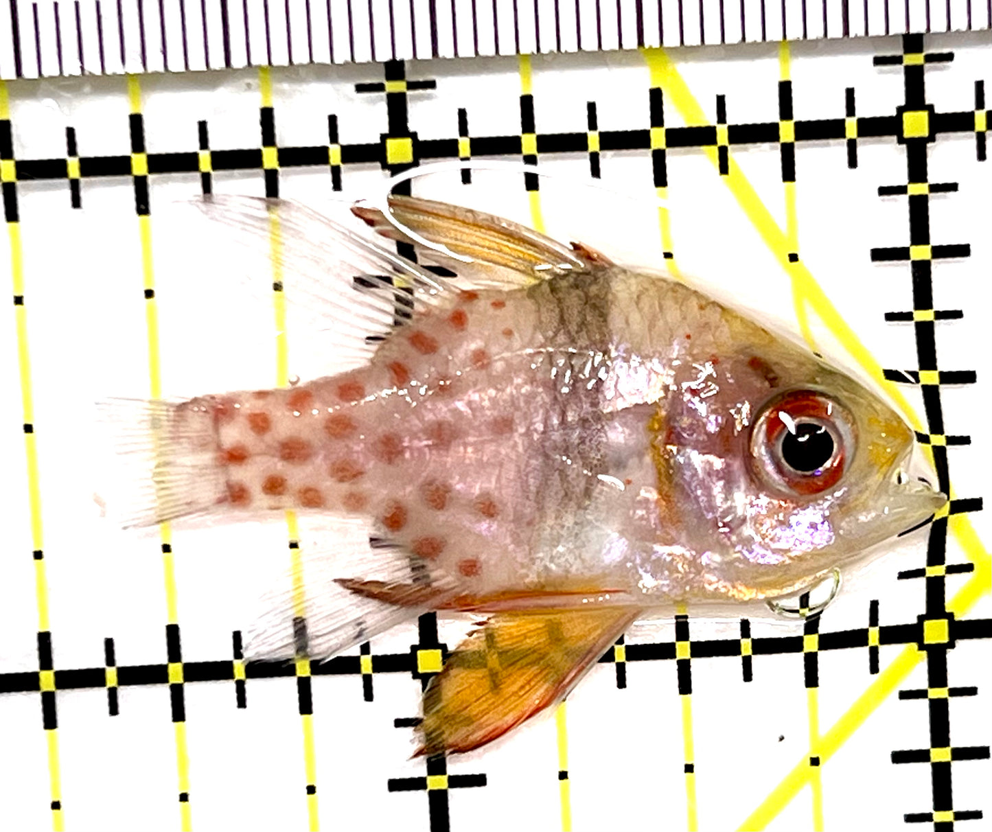 Pajama Cardinal Fish PCF090201 WYSIWYG Size: M 1.5" approx