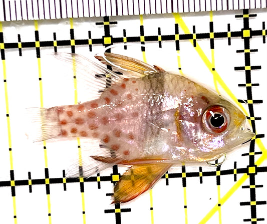 Pajama Cardinal Fish PCF090201 WYSIWYG Size: M 1.5" approx