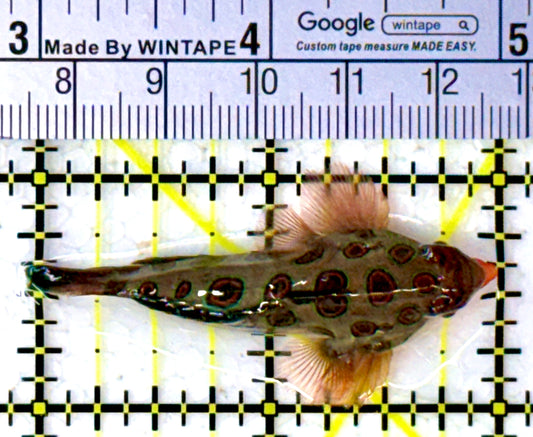 Spotted Mandarin Dragonet SMD111901 WYSIWYG Size: M 2" approx