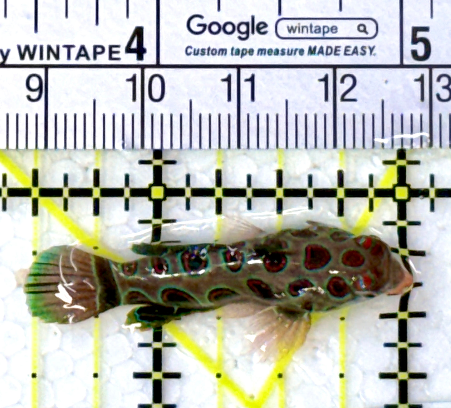 Spotted Mandarin Dragonet SMD111902 WYSIWYG Size: M 1.5" approx