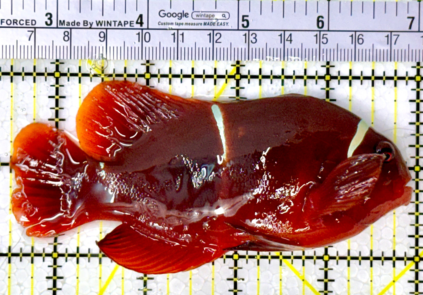 Gold Bar Maroon Clownfish Bali Grade A (Wild Caught) GBMCBGA111913 WYSIWYG Size: XL 4.5" approx