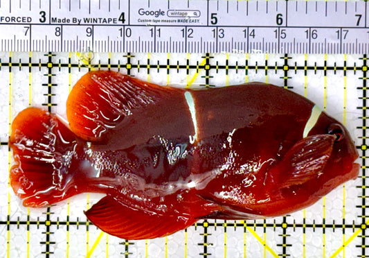 Gold Bar Maroon Clownfish Bali Grade A (Wild Caught) GBMCBGA111913 WYSIWYG Size: XL 4.5" approx