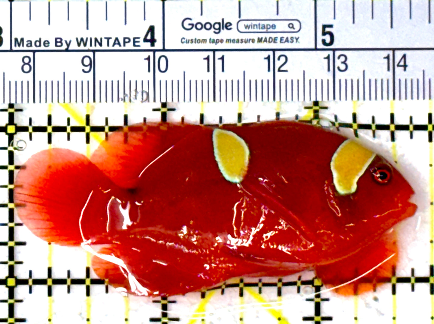 Gold Bar Maroon Clownfish Bali Grade A (Wild Caught) GBMCBGA111914 WYSIWYG Size: ML 2.75" approx