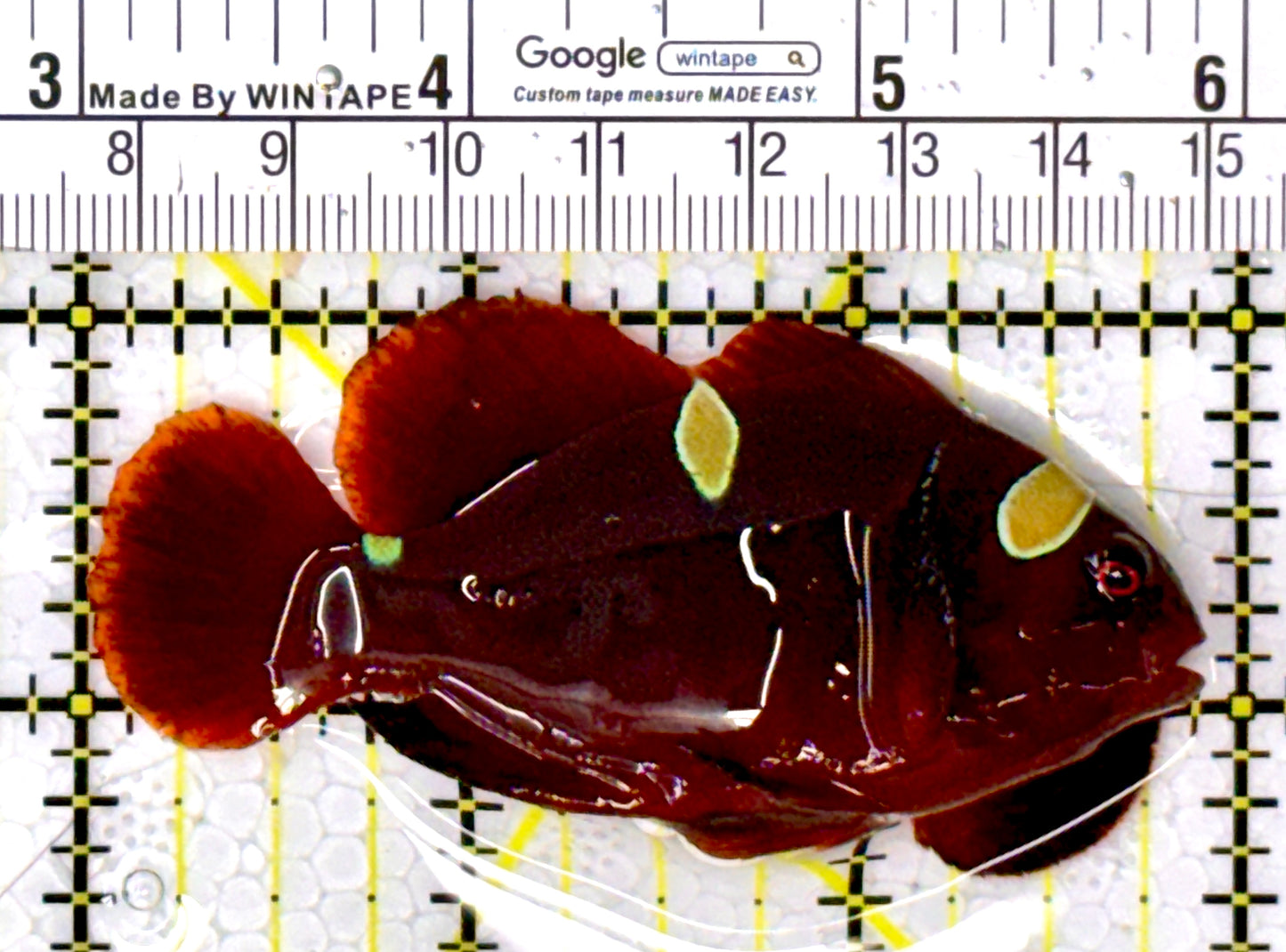 Gold Bar Maroon Clownfish Bali Grade A (Wild Caught) GBMCBGA111915 WYSIWYG Size: ML 3" approx