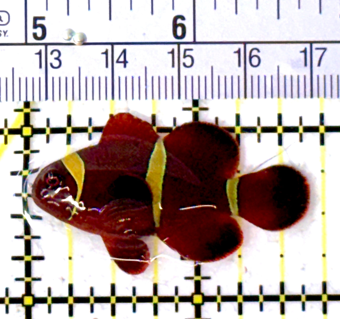 Gold Bar Maroon Clownfish Bali Grade A (Wild Caught) GBMCBGA111916 WYSIWYG Size: M 1.75" approx